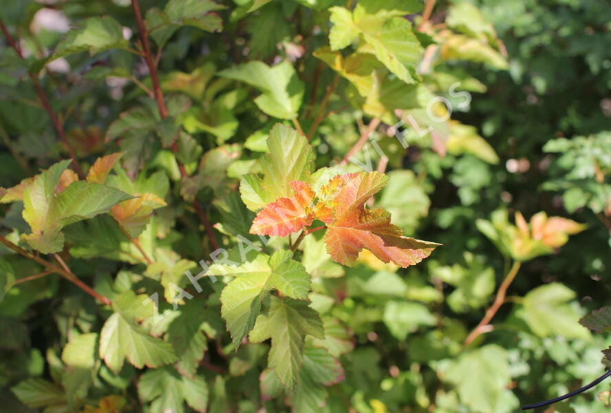 Tavola kalinolistá 'Amber Jubilee' - Physocarpus opulifolius 'Amber Jubilee'
