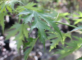 Javor stříbrný 'Wieri' - Acer saccharinum 'Wieri'