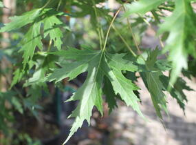 Javor stříbrný 'Wieri' - Acer saccharinum 'Wieri'