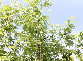 Javor stříbrný 'Wieri' - Acer saccharinum 'Wieri'