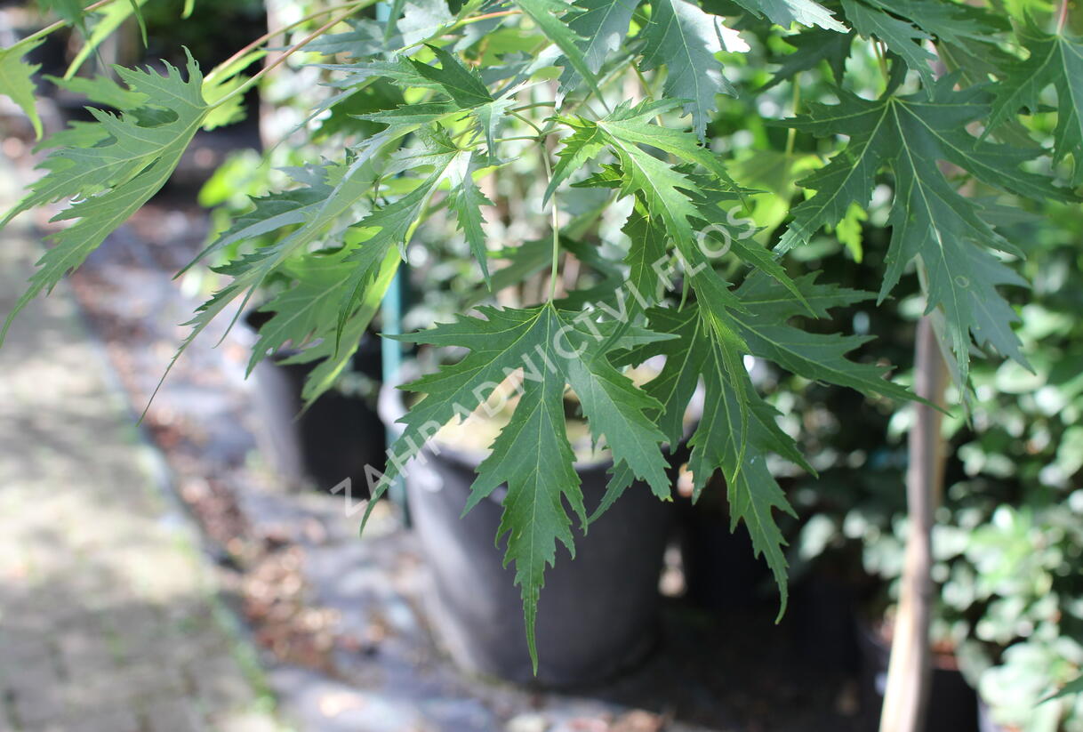 Javor stříbrný 'Wieri' - Acer saccharinum 'Wieri'
