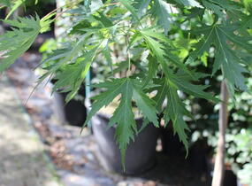Javor stříbrný 'Wieri' - Acer saccharinum 'Wieri'