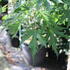 Acer saccharinum 'Wieri'.JPG