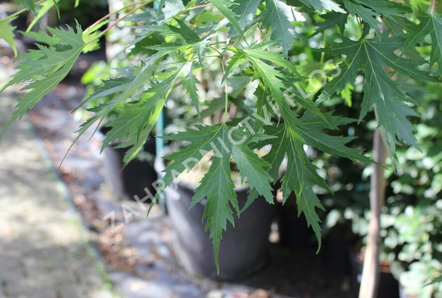 Javor stříbrný 'Wieri' - Acer saccharinum 'Wieri'