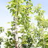 Morus alba platanifolia.JPG