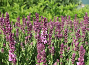 Šalvěj nádherná 'Menkar Rose' - Salvia superba 'Menkar Rose'