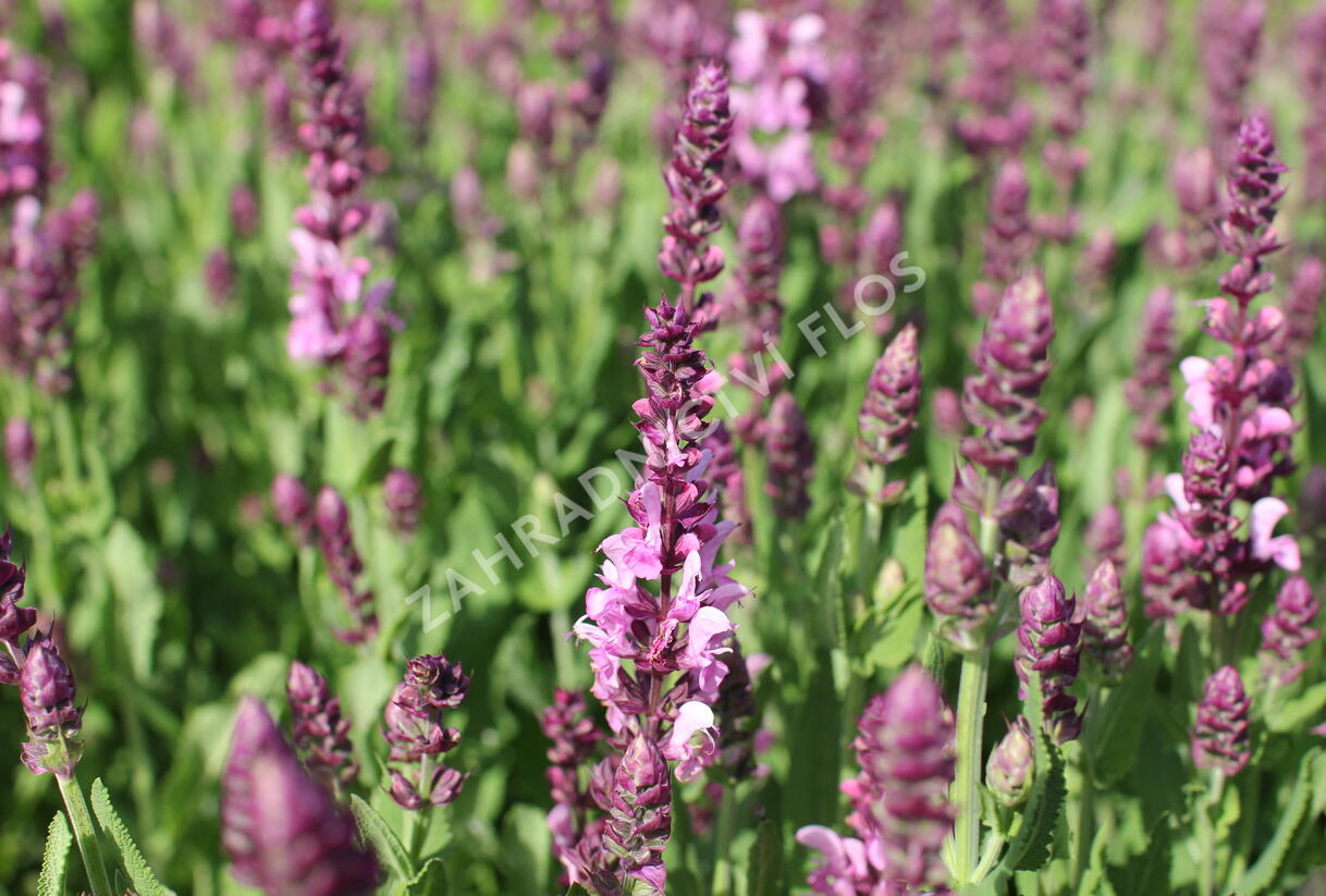 Šalvěj nádherná 'Menkar Rose' - Salvia superba 'Menkar Rose'