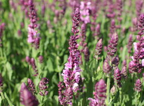 Šalvěj nádherná 'Menkar Rose' - Salvia superba 'Menkar Rose'