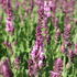 Salvia superba 'Menkar Rose'.JPG