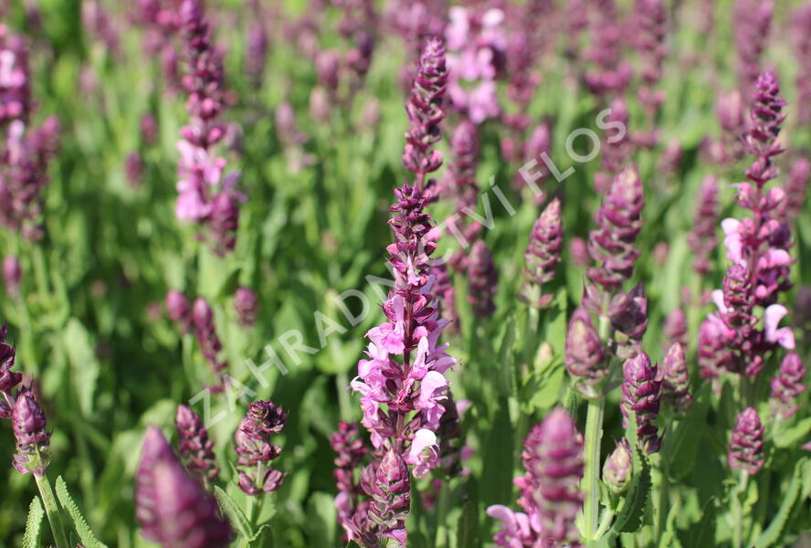 Šalvěj nádherná 'Menkar Rose' - Salvia superba 'Menkar Rose'