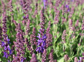 Šalvěj nádherná 'Menkar Dark Blue' - Salvia superba 'Menkar Dark Blue'