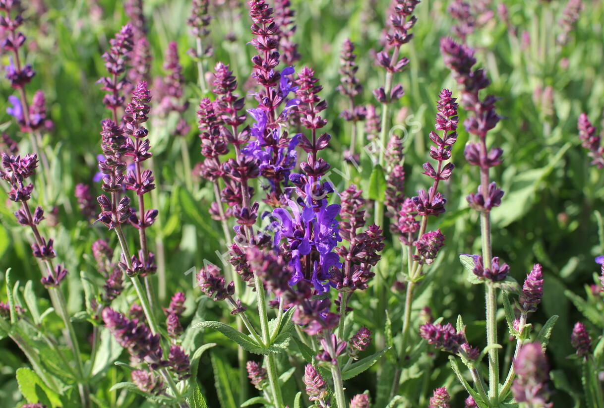 Šalvěj nádherná 'Menkar Dark Blue' - Salvia superba 'Menkar Dark Blue'