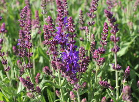 Šalvěj nádherná 'Menkar Dark Blue' - Salvia superba 'Menkar Dark Blue'