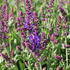 Salvia superba 'Menkar Dark Blue'.JPG