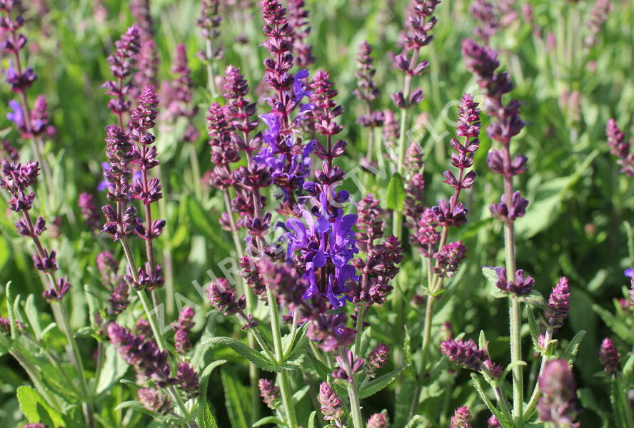 Šalvěj nádherná 'Menkar Dark Blue' - Salvia superba 'Menkar Dark Blue'