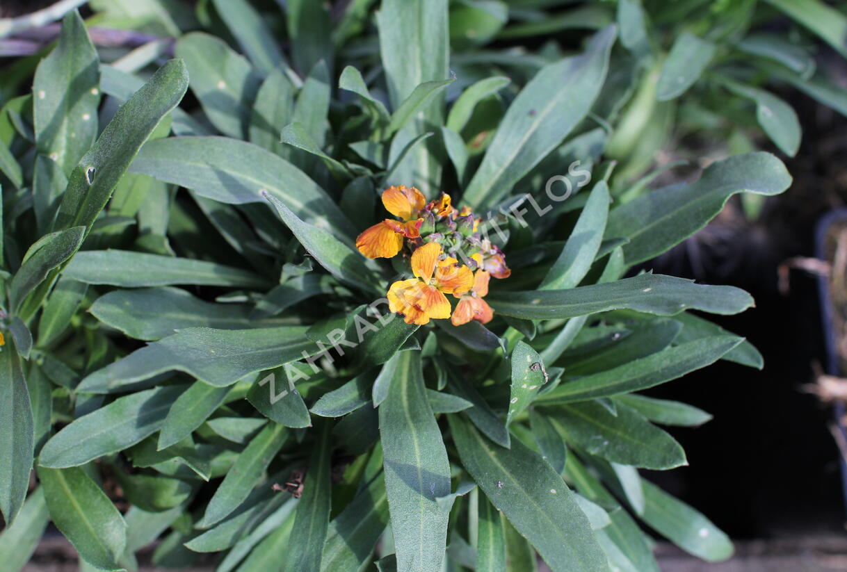 Trýzel lnolistý 'Erysistible Fire' - Erysimum linifolium 'Erysistible Fire'