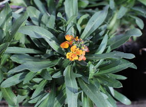 Trýzel lnolistý 'Erysistible Fire' - Erysimum linifolium 'Erysistible Fire'