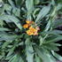 Erysimum linifolium 'Erysistible Fire'_1.JPG
