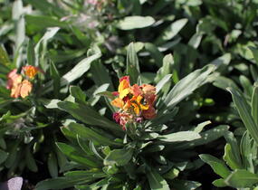 Trýzel lnolistý 'Erysistible Fire' - Erysimum linifolium 'Erysistible Fire'