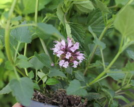 Agastache 'Beelicious Pink'