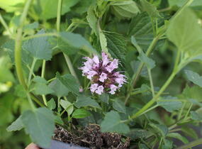 Agastache 'Beelicious Pink' - Agastache hybrida 'Beelicious Pink'