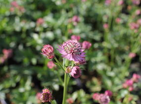 Jarmanka větší 'Rosensinfonie' - Astrantia major 'Rosensinfonie'