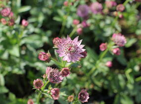 Jarmanka větší 'Rosensinfonie' - Astrantia major 'Rosensinfonie'