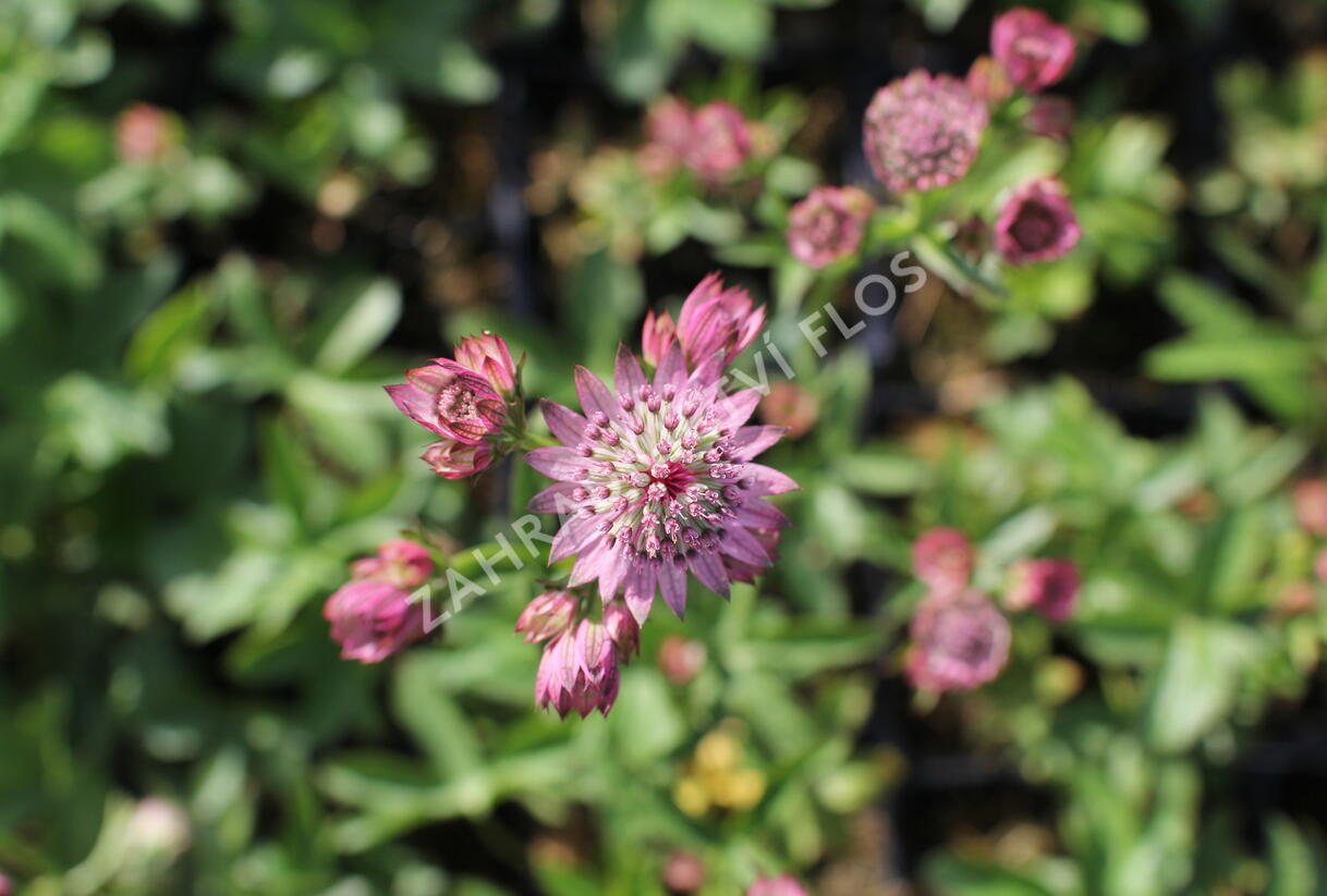 Jarmanka větší 'Rosensinfonie' - Astrantia major 'Rosensinfonie'