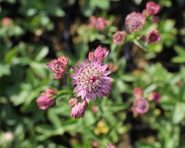 Jarmanka větší 'Rosensinfonie'