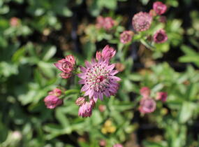Jarmanka větší 'Rosensinfonie' - Astrantia major 'Rosensinfonie'