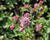 Jarmanka větší 'Rosensinfonie'