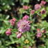 Astrantia major 'Rosensinfonie'.JPG