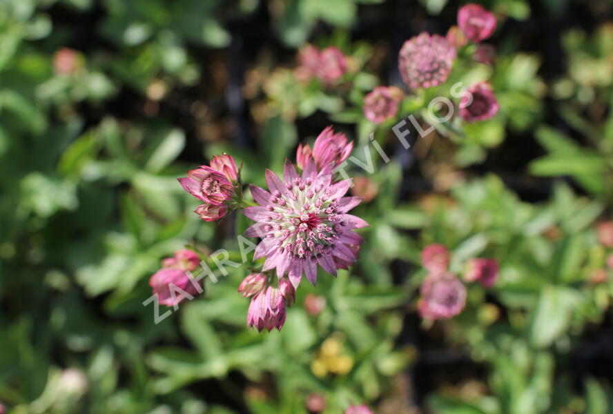 Jarmanka větší 'Rosensinfonie' - Astrantia major 'Rosensinfonie'