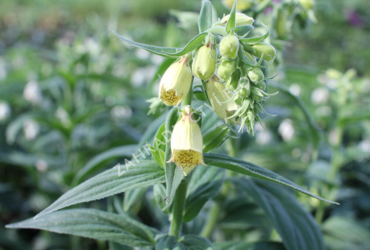 Náprstník rezavý - Digitalis ferruginea