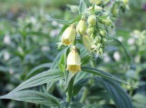 Náprstník rezavý - Digitalis ferruginea