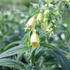 Digitalis ferruginea_1.JPG