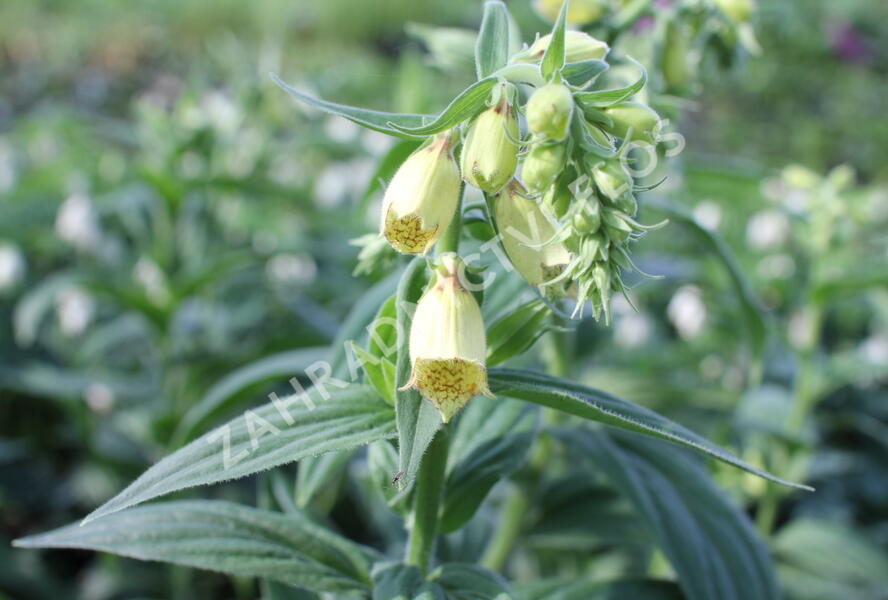 Náprstník rezavý - Digitalis ferruginea