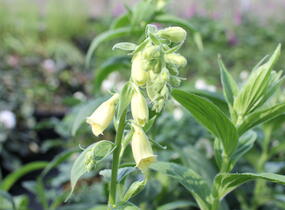 Náprstník rezavý - Digitalis ferruginea