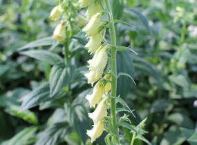 Náprstník rezavý - Digitalis ferruginea