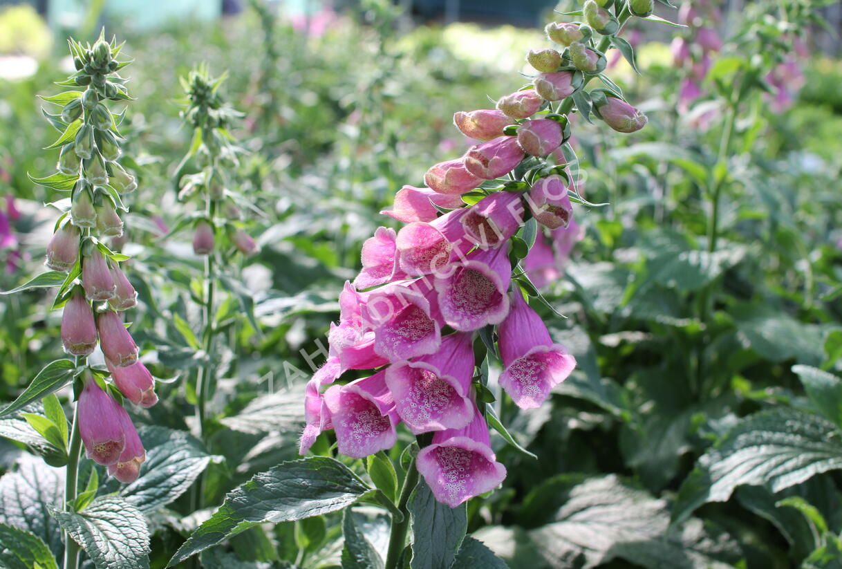 Náprstník Mertonův - Digitalis x mertonensis