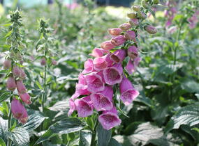 Náprstník Mertonův - Digitalis x mertonensis