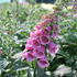 Digitalis x mertonensis.JPG