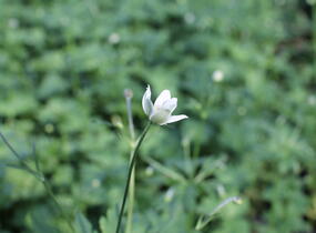 Sasanka Leveillova - Anemone leveillei