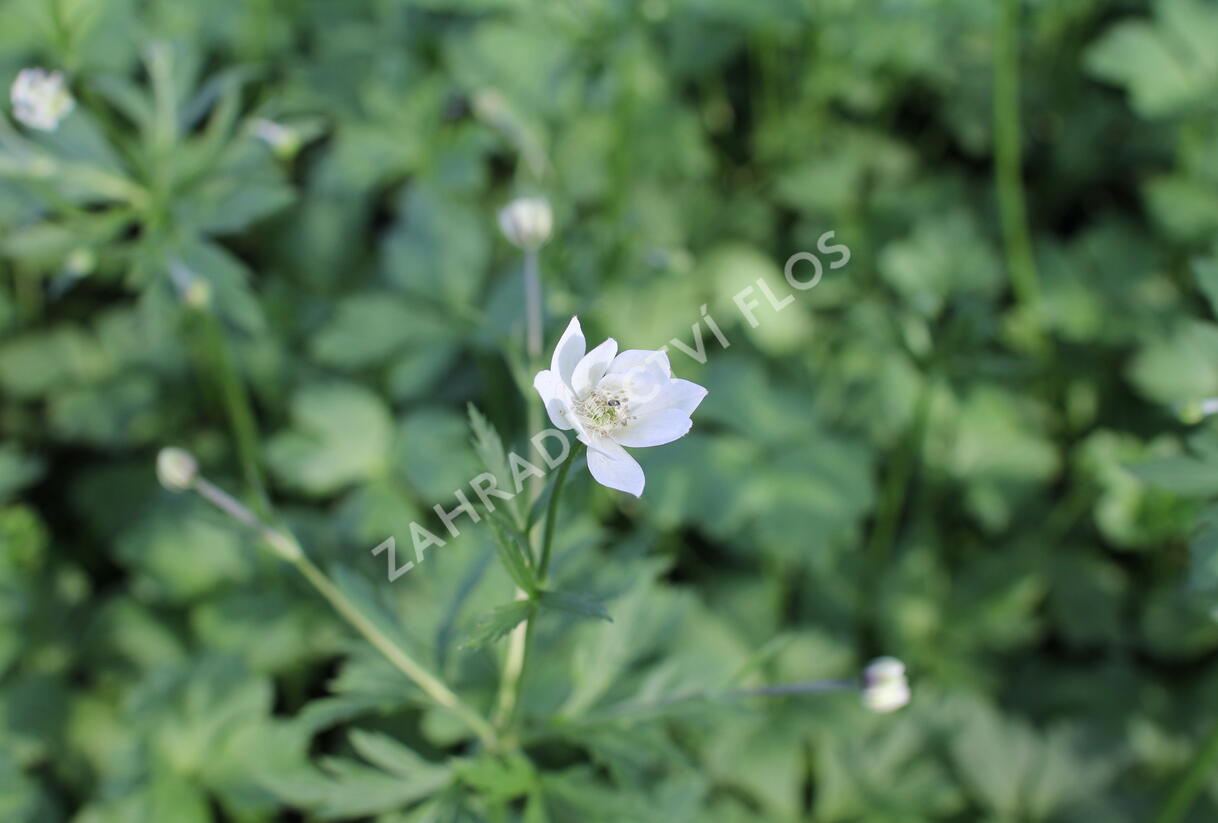 Sasanka Leveillova - Anemone leveillei