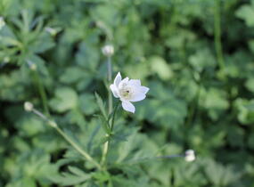 Sasanka Leveillova - Anemone leveillei