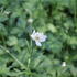 Anemone leveillei_2.JPG
