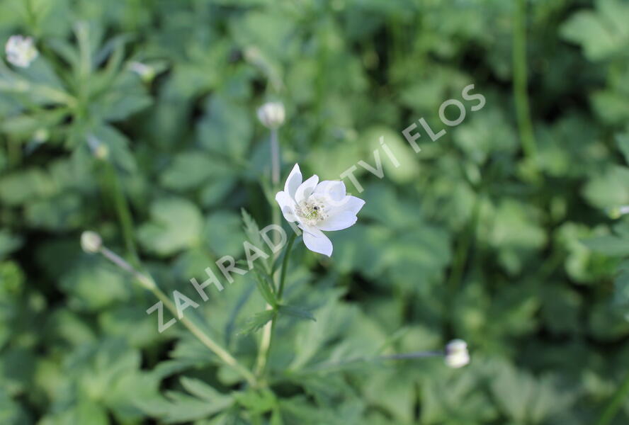Sasanka Leveillova - Anemone leveillei