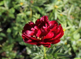 Pivoňka bělokvětá 'Buckeye Belle' - Paeonia lactiflora 'Buckeye Belle'