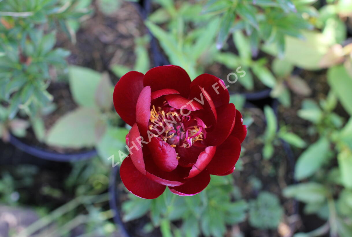 Pivoňka bělokvětá 'Buckeye Belle' - Paeonia lactiflora 'Buckeye Belle'