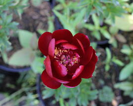 Pivoňka bělokvětá 'Buckeye Belle'